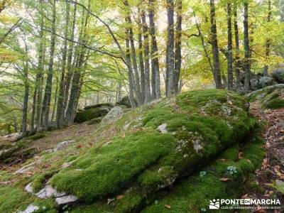 El mágico Castañar de El Tiemblo;senderismo iniciación iniciacion senderismo rutas montaña cerca